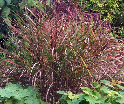 Miscanthus nepalensis ‘Shikola’, graminacea ornamentale rara con spighe dorate pendule e fogliame verde elegante