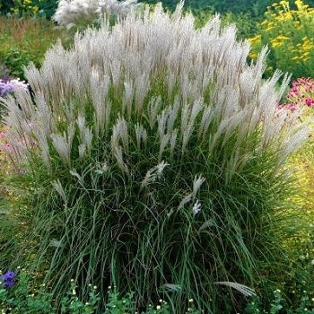 Miscanthus sinensis ‘Kleine Silberspinne’, graminacea ornamentale compatta con foglie sottili arcuate e spighe rosso-argento decorative