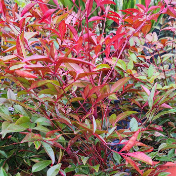 Nandina domestica con foglie rosso-rame e bacche invernali, arbusto sempreverde ornamentale