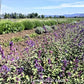 Nepeta faassenii è una pianta perenne della famiglia delle Lamiaceae, con un portamento erbaceo e cespuglioso che forma ciuffi o ampi cespugli. I fiori tubolari, principalmente blu-lilla, sono raggruppati in spighe sopra le foglie grigio-verdi lanceolate e dentate. La fioritura si estende dalla primavera all'estate, prediligendo l'esposizione al sole o alla mezz'ombra. 