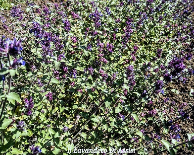 Nepeta fasseni. Pianta perenne con piccole  foglie grigie e profumate. E' una pianta con portamento ricadente fiorisce continuamente da aprile a novembre, con fiori lilla. E' una pianta perenne molto robusta e rustica sopporta bene il gelo e il caldo intenso. Vive bene in pieno sole ed è molto bella anche per bordure, la sua altezza è circa 30 cm. In inverno perde le foglie. La nepeta faasseniii è adatta anche a giardini a bassa manutenzione 