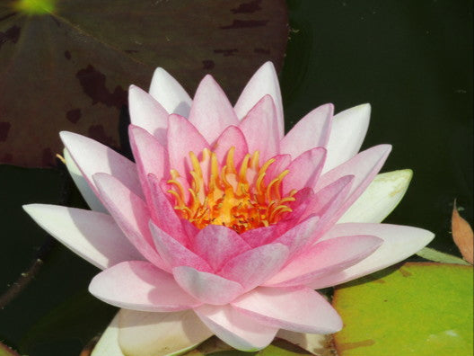 Ninfea rosa chiaro in fiore galleggiante su foglie tonde, pianta acquatica per laghetti e contenitori, venduta come rizoma.