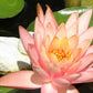 Ninfea rosa salmone in fiore, galleggiante tra foglie verdi, pianta acquatica ornamentale venduta in rizoma per laghetti e vasche.
