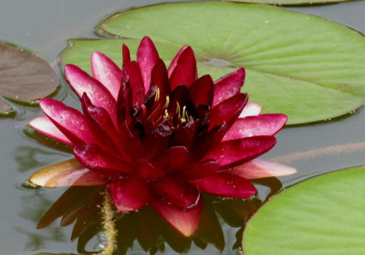 Ninfea rosso bordò in fiore, con petali scuri galleggianti su foglie verdi, pianta acquatica per laghetti e vasche da giardino, venduta come rizoma.