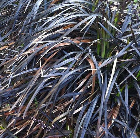 Ophiopogon planiscapus 'Nigrescens' è una varietà di Ophiopogon, un genere di piante perenni appartenenti alla famiglia delle Asparagaceae. Questa varietà è nota per il suo fogliame scuro, di colore nero-violaceo, e per i suoi fiori a forma di spiga che crescono in estate. La pianta raggiunge un'altezza massima di 20-30 cm e preferisce climi temperati e terreni umidi. È spesso utilizzata per la creazione di giardini rocciosi o per bordure di aiuole.