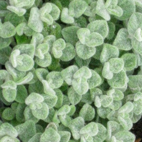L'origano di Creta (Origanum dictamnus) è una pianta perenne originaria della regione di Creta, in Grecia. Caratterizzato da foglie piccole e pelose di colore verde scuro, emana un aroma intenso e ha un sapore speziato. I fiori possono variare da bianco a rosa e crescono in gruppi sulla cima dei fusti. Con una crescita di circa 20-30 centimetri, l'origano di Creta è amato per il suo utilizzo culinario, le presunte proprietà medicinali e la resistenza in climi caldi e secchi.