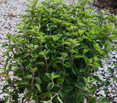 Origano (Origanum vulgare), pianta aromatica perenne mediterranea con foglie profumate e fiori rosa-viola estivi.