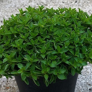 Origano Tappezzante (Origanum vulgare ‘Humile’), pianta aromatica compatta e profumata, coltivata al Lavandeto di Assisi