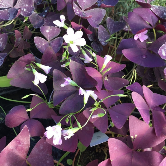 L'Oxalis triangularis in vendita in vaso 14 com, caratterizzato da foglie a forma di cuore o triangolari di colore verde scuro o viola intenso, questa pianta produce piccoli fiori bianchi, durante la fioritura. Si distingue per la chiusura notturna delle foglie. Adatta a condizioni di luce parziale, richiede un'irrigazione moderata e si propaga facilmente attraverso i bulbi. Spesso coltivato come pianta ornamentale in giardino.