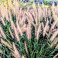 Vendita Pennisetum alopecuroides 'Moudry' in vaso 18 , è una pianta perenne con forma eretta e le spighe floreali distintive. Cresce fino a 60-90 cm di altezza, con foglie sottili e lineari di colore verde scuro. La caratteristica più riconoscibile è la spiga a forma di bottone di colore marrone-nero che emerge durante la tarda estate e l'autunno, . È ideale per bordure, aiuole o contenitori, richiede una posizione soleggiata e una moderata manutenzione come potatura alla fine dell'inverno.