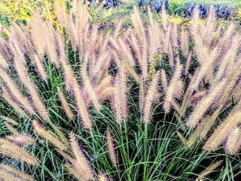 Vendita Pennisetum alopecuroides 'Moudry' in vaso 18 , è una pianta perenne con forma eretta e le spighe floreali distintive. Cresce fino a 60-90 cm di altezza, con foglie sottili e lineari di colore verde scuro. La caratteristica più riconoscibile è la spiga a forma di bottone di colore marrone-nero che emerge durante la tarda estate e l'autunno, . È ideale per bordure, aiuole o contenitori, richiede una posizione soleggiata e una moderata manutenzione come potatura alla fine dell'inverno.