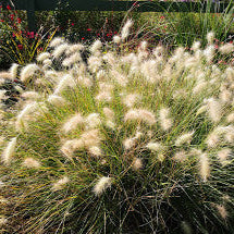 Vendita Pennisetum villosum, conosciuto come capelli d'angelo, è un'erba ornamentale caratterizzata da infiorescenze soffici e lanose di colore bianco argenteo o crema. Con foglie lunghe e strette, questa pianta perenne ha un portamento eretto e cresce fino a 60-90 cm di altezza. Ideale per bordure e giardini ornamentali, preferisce posizioni soleggiate e terreni ben drenati. La sua texture delicata e eterea la rende una scelta apprezzata per aggiungere un tocco elegante al paesaggio.