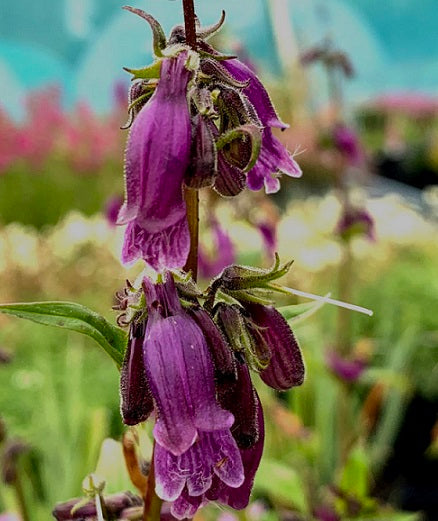 Penstemon Whippleanus Vaso 14.  è una pianta perenne adatta all'esposizione in mezz'ombra, fiorisce a Giugno e Luglio con dei fiori di colore Blu porpora.