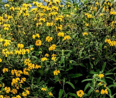Phlomis fruticosa, detta salvia di Gerusalemme, arbusto sempreverde con fiori giallo brillante e foglie grigio-verdi