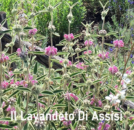 Phlomis purpurea con fiori viola, pianta ornamentale ideale per giardini e bordure. Acquista online con spedizione veloce.