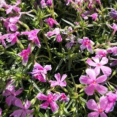 Phlox Subulata tappezzante fiori rosa scuro vaso 14 cm Bellissime piantine tappezzanti perenni, a forma di cuscino, resistenti al gelo e alla siccità,  fioriture abbondanti e appariscenti in un periodo ancora di scarse fioriture ossia da metà marzo ad aprile e maggio. Phlox Subulata vaso cm 14