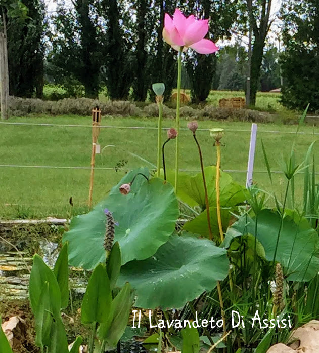 Pianta di Fiore di Loto (Nelumbo) in vendita online con spedizione veloce. Perfetta per laghetti, stagni e giardini acquatici