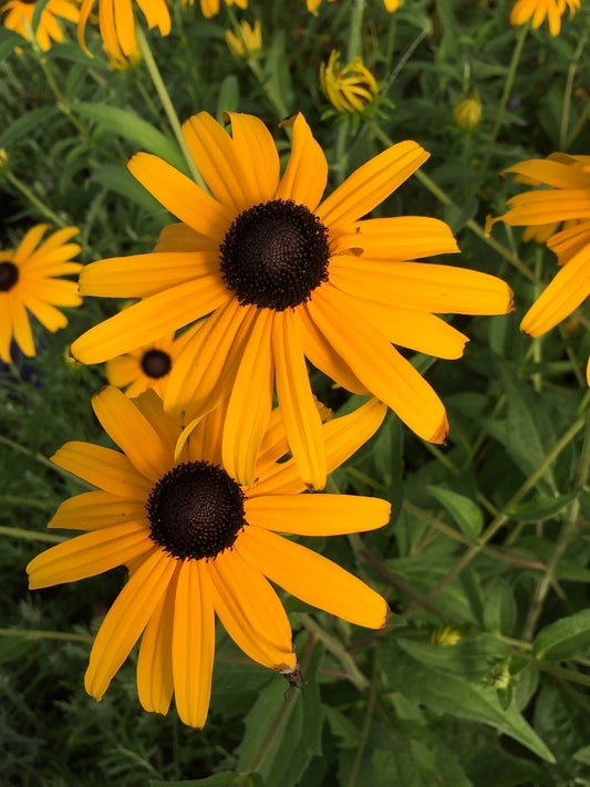 Rudbeckia fulgida 'Goldsturm' in fiore con grandi corolle gialle e centro scuro, pianta perenne resistente per bordure soleggiate.
