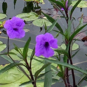 Ruellia brittoniana in fiore, perenne dai fiori viola a fioritura lunga per bordure soleggiate