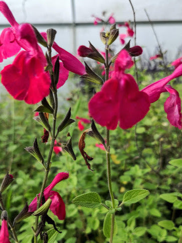 La Salvia 'Alegria' è una varietà di salvia con un'eccezionale abbondanza di fiori dai toni vivaci. Le sue lunghe spighe verticali sono cariche di fiori tubolari e vistosi, che variano dal rosso al rosa e al viola. Questa pianta è nota per la sua resistenza e il suo aspetto vivace, rendendola una scelta popolare per giardini e aiuole.