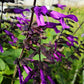 La Salvia 'Amistad' è una pianta perenne apprezzata per i suoi fiori tubolari di colore viola intenso. Con un nome che significa "amicizia" in spagnolo, questa varietà di salvia è spesso coltivata per il suo aspetto accattivante. Di solito cresce bene in terreni ben drenati, richiede esposizione al sole e attira farfalle e api. La sua altezza può variare, ma in genere è una pianta di dimensioni moderate, adatta sia per giardini che per vasi.