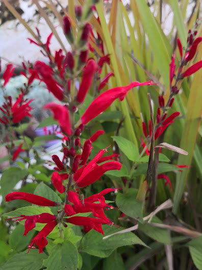 Salvia ananas (Salvia elegans) in fiore con spighe rosse e foglie profumate, pianta aromatica decorativa per vasi e bordure soleggiate.