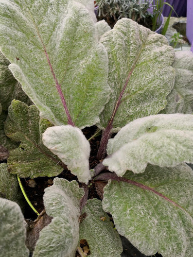 Salvia argentea, pianta ornamentale con foglie grandi argentate e fiori bianchi estivi