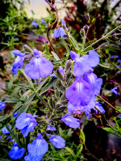 Salvia 'Azurea' grandiflora. Salvia ornamentale. Pianta perenne a forma ricadente con piccole foglie strette verdi e profumate. Fiori azzurri da settembre a novembre. Esposizione pieno sole o mezz' ombra, sopporta periodi di siccità, rustica -12°C.. Altezza e 30-120 cm. In inverno nelle zone continentali la pianta scompare e rigetta in aprile. Vendita piante online