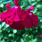 Salvia 'Cavalieri' vaso 14.  Pianta perenne a forma di cespuglio con piccole foglie ovali verde semi-persistenti e molto profumate. Fiori tra fuxia e rosso da maggio a novembre. Esposizione pieno sole o mezz' ombra, sopporta periodi di siccità, rustica -12°C.. Altezza e 50-70 cm. Va spuntata spesso in quanto i fiori crescono sull' altezza dello stelo. Consigliamo in luglio/settembre/marzo. 