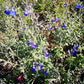 Vendita Salvia 'Chamaedryoides' in vaso 14 cm,è una varietà di salvia caratterizzata da foglie grigio-verdi e fiori di un vibrante blu intenso. Con un portamento compatto e mounding, questa pianta forma cuscini di fogliame decorativo, aggiungendo un tocco di colore e aroma ai giardini. Apprezzata per la sua resistenza e adattabilità, è ideale per aiuole e bordure.