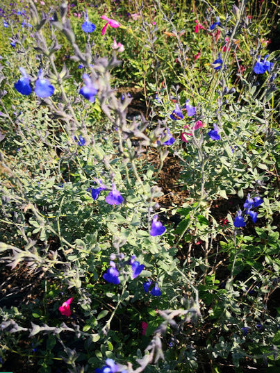 Vendita Salvia 'Chamaedryoides' in vaso 14 cm,è una varietà di salvia caratterizzata da foglie grigio-verdi e fiori di un vibrante blu intenso. Con un portamento compatto e mounding, questa pianta forma cuscini di fogliame decorativo, aggiungendo un tocco di colore e aroma ai giardini. Apprezzata per la sua resistenza e adattabilità, è ideale per aiuole e bordure.