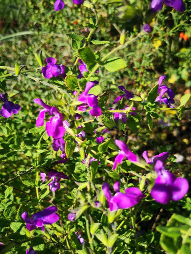 Salvia 'Christine Yeo' vaso diametro 14 cm.  Pianta perenne a forma di cespuglio con un bel fogliame  verde scuro opaco, semi-persistenti e molto profumate. Fiori tra viola (Non moltissimi) da maggio a novembre. Esposizione pieno sole o mezz' ombra, sopporta periodi di siccità, rustica -12°C.. Altezza e 50-60 cm. Consigliamo in luglio/settembre/marzo. Distanza tra da altre piante sui 60 cm Salvia con piccoli fiori viola, perenne con fioritura da aprile a novembre.