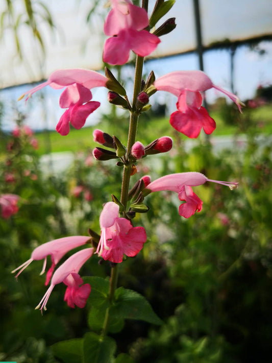 La Salvia coccinea 'Brenthurst' è una varietà di salvia con fiori vivaci e brillanti in tonalità di rosso e rosa. Le sue infiorescenze a forma di spiga aggiungono un tocco vibrante al giardino. Le foglie sono generalmente lanceolate e verdi, creando un contrasto accattivante con i fiori colorati. Questa pianta resistente e facile da coltivare è ideale per aiuole e attira spesso colibrì e farfalle con la sua ricca produzione di nettare.