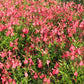 Salvia - Salvia corallo vaso 14 cm.  Pianta perenne a forma di cespuglio con piccole foglie ovali verde semi-persistenti e molto profumate. Fiori rosso corallo da maggio a novembre. Esposizione pieno sole o mezz' ombra, sopporta periodi di siccità, rustica -12°C.. Altezza e 40-70 cm. Va spuntata spesso in quanto i fiori crescono sull' altezza dello stelo. 
