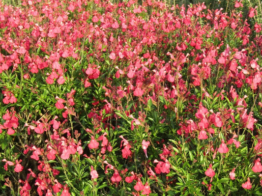 Salvia - Salvia corallo vaso 14 cm.  Pianta perenne a forma di cespuglio con piccole foglie ovali verde semi-persistenti e molto profumate. Fiori rosso corallo da maggio a novembre. Esposizione pieno sole o mezz' ombra, sopporta periodi di siccità, rustica -12°C.. Altezza e 40-70 cm. Va spuntata spesso in quanto i fiori crescono sull' altezza dello stelo. 