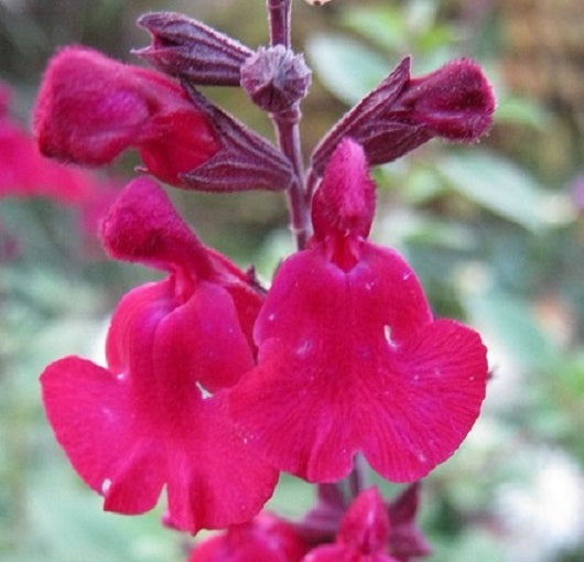 La Salvia 'Dyson's Crimson' è una varietà di salvia apprezzata per i suoi fiori di un rosso intenso e vibrante. Con foglie di colore verde scuro, questa pianta forma infiorescenze a spiga che aggiungono un tocco accattivante ai giardini. Robusta e resistente, è adatta per aiuole e bordure, attraendo colibrì e farfalle. La facile coltivazione e l'aspetto ornamentale la rendono una scelta popolare per i giardini paesaggistici.