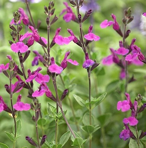La Salvia 'Dyson's Gem' è una varietà di salvia caratterizzata da fiori dai toni ricchi e gemme colorate. Con foglie verdi lanceolate, questa pianta forma graziose infiorescenze a spiga che aggiungono un tocco decorativo al giardino. La robustezza e la facilità di coltivazione la rendono ideale per bordure e aiuole, attirando spesso colibrì e farfalle. La 'Dyson's Gem' è apprezzata per la sua vivace presenza e la sua capacità di arricchire gli spazi esterni.
