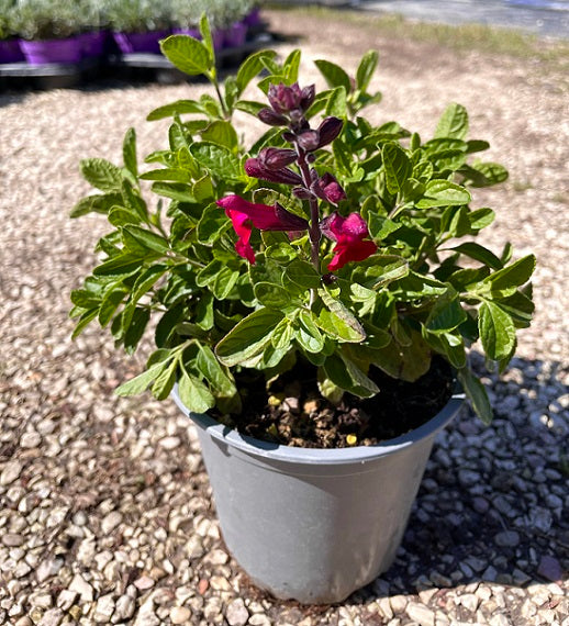 La Salvia greggii 'Arctic Blaze' è una varietà di salvia compatta con fogliame verde scuro e fiori tubolari di colore rosso intenso, circondati da brattee bianco argentato. Questa pianta perenne raggiunge un'altezza di circa 45-60 centimetri e fiorisce abbondantemente dalla primavera all'autunno. Adatta a terreni ben drenati e a posizioni soleggiate, è una scelta ideale per giardini perenni e bordure grazie alla sua combinazione di colori accattivante e alla sua resistenza alla siccità.
