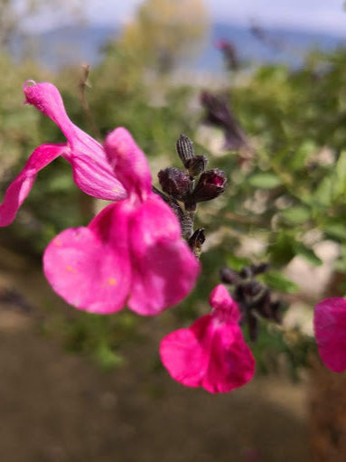  La Salvia greggii con fiori rosa è una pianta perenne dal portamento arbustivo, caratterizzata da foglie verdi scure e fiori tubolari di colore rosa. La sua forma compatta la rende ideale per aiuole e bordure. Fiorisce in primavera e autunno, attirando colibrì e farfalle. La resistenza e la facilità di coltivazione rendono questa varietà popolare nei giardini.