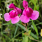 La Salvia greggii 'Icing Sugar' è una varietà di Salvia greggii apprezzata per i suoi fiori dai toni delicati e dolci, spesso associati ai colori di uno zucchero a velo. Questa pianta arbustiva produce spighe di fiori tubolari in tonalità pastello, che possono variare tra il rosa e il lavanda. Le foglie sono di solito verde scuro e la pianta fiorisce durante la primavera e l'autunno. Resiliente e attraente, è adatta per bordure, aiuole e giardini rocciosi, attraendo colibrì e farfalle.