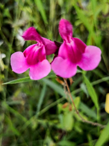 La Salvia greggii 'Icing Sugar' è una varietà di Salvia greggii apprezzata per i suoi fiori dai toni delicati e dolci, spesso associati ai colori di uno zucchero a velo. Questa pianta arbustiva produce spighe di fiori tubolari in tonalità pastello, che possono variare tra il rosa e il lavanda. Le foglie sono di solito verde scuro e la pianta fiorisce durante la primavera e l'autunno. Resiliente e attraente, è adatta per bordure, aiuole e giardini rocciosi, attraendo colibrì e farfalle.