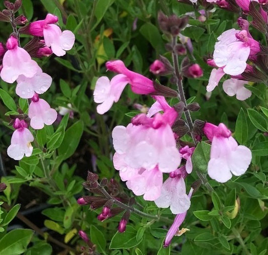 La Salvia greggii 'Joy' è una pianta perenne originaria del Messico e del Texas, raggiungendo un'altezza compresa tra 30 cm e 1 metro. I suoi fiori tubolari di colore rosa chiaro fioriscono da primavera all'autunno, mentre le foglie piccole, ovali e aromatiche presentano un colore verde scuro. Adatta a posizioni soleggiate e climi caldi, questa varietà è apprezzata come pianta ornamentale nei giardini, attrattiva per api e farfalle.