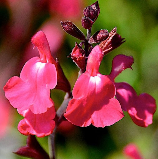 La Salvia greggii 'Lipstick' è una varietà di salvia perenne con fiori tubolari di colore rosso intenso. Di solito raggiunge un'altezza compresa tra 30 cm e 1 metro. Fiorisce dalla primavera all'autunno e presenta foglie piccole, ovali e aromatiche dal colore verde scuro. Adatta a climi caldi e posizioni soleggiate, questa varietà è apprezzata per il suo aspetto ornamentale e per attirare api e farfalle.