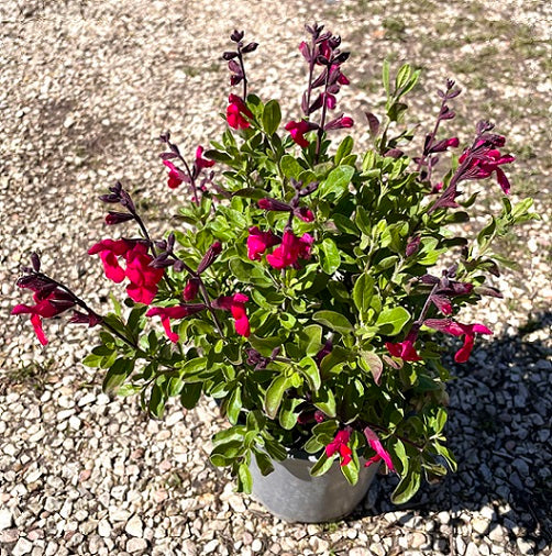 Salvia greggii ‘Magenta Butterfly’, pianta ornamentale compatta dai fiori magenta intensi