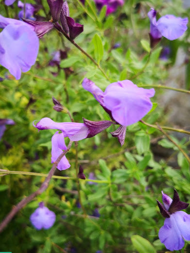 Salvia 'Otis' è una pianta perenne, una salvia ornamentale di piccole dimensioni e con fiori  di un colore molto particolare.  La salvia Otis  ama stare al sole o a mezz' ombra. Fiorisce da Maggio fino a Novembre con dei fiori viola chiaro, è molto resistente al caldo e al gelo.   Altezza circa 40 cm Vaso 14.