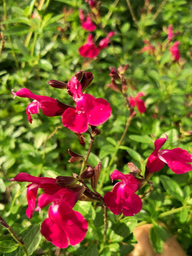 Salvia 'Puebla Rose' vaso 14 cm  Pianta perenne a forma di cespuglio con piccole foglie ovali verde acceso semi-persistenti e molto profumate. Fiori tra fuxia da maggio a novembre. Esposizione pieno sole o mezz' ombra, sopporta periodi di siccità, rustica -12°C.. Altezza e 40-60 cm. Va spuntata spesso in quanto i fiori crescono sull' altezza dello stelo.