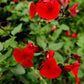 Vendita Salvia greggii 'Royal Bumble' in vaso 14 cm, è una varietà di salvia compatta e arbustiva con foglie verde scuro. I suoi fiori tubolari sono intensamente rossi, aggiungendo un tocco vibrante al giardino. Questa pianta fiorisce principalmente in primavera e autunno, attirando colibrì e farfalle. Resistente e di facile coltivazione, è adatta per bordure, aiuole e giardini rocciosi.