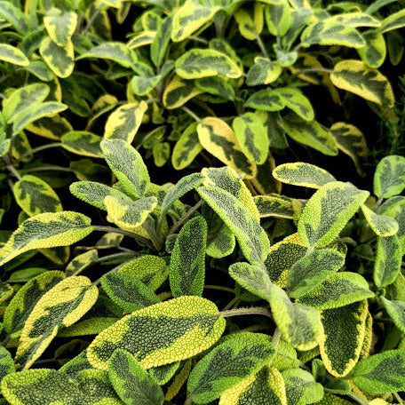 Salvia ‘Icterina’ (Salvia officinalis), pianta aromatica perenne con foglie variegate giallo-verdi e fiori lilla, coltivata al Lavandeto di Assisi