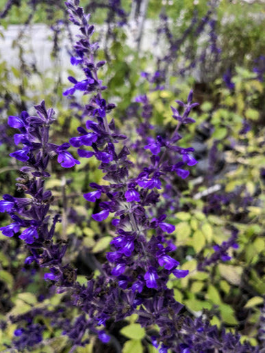 Salvia 'Indigo Spires' vaso 14.  è una pianta perenne che ama l'esposizione soleggiata, fiorisce da Luglio fino a Novembre con dei fiori blu e può raggiungere un'altezza massima di 150 cm.