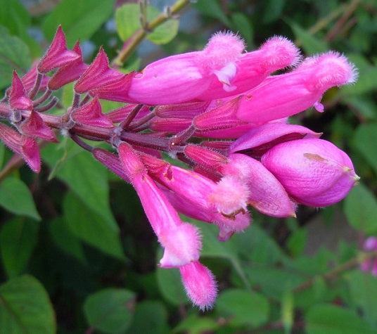 La Salvia involucrata è una pianta ornamentale notevole, amata sia per i suoi fiori sgargianti che per le sue foglie decorative. La sua capacità di attrarre gli impollinatori la rende una scelta apprezzata per coloro che desiderano sostenere la vita selvatica nei loro giardini.